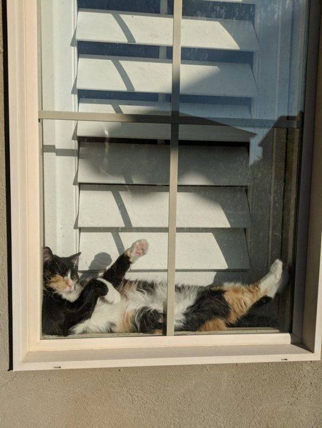 Funny Animals (58 pics)