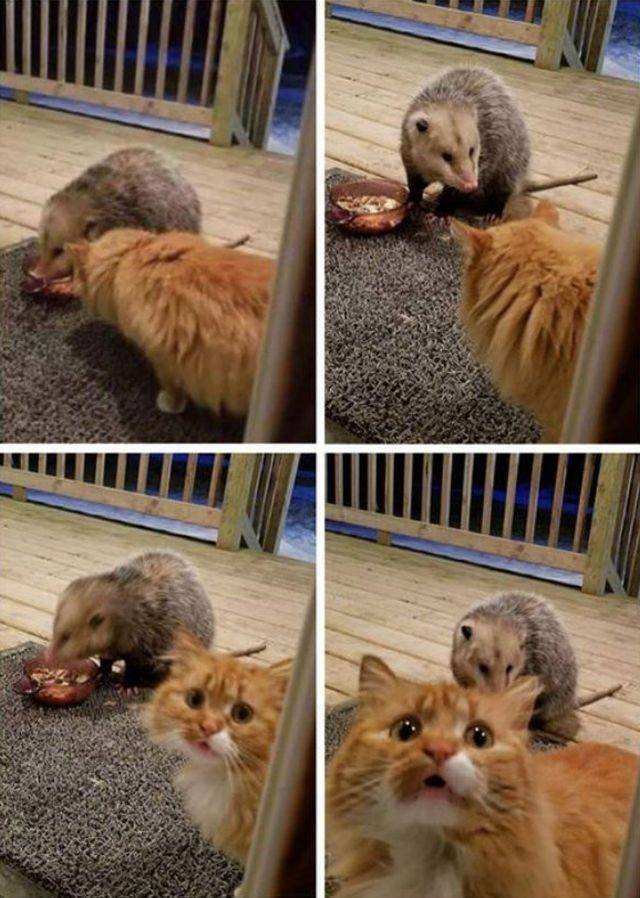 Funny Animals (58 pics)
