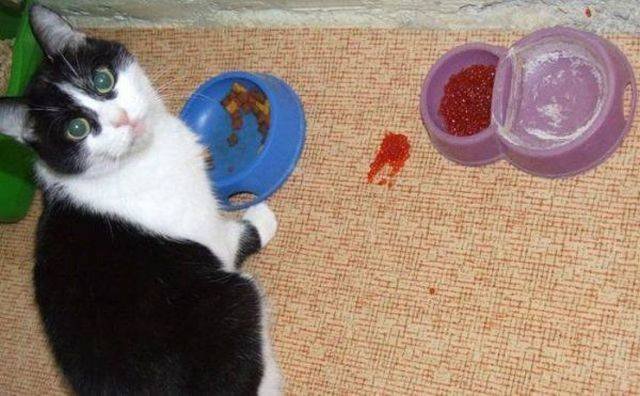 Funny Animals (58 pics)