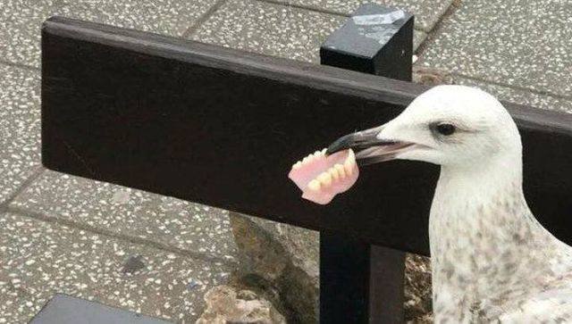 Funny Animals (58 pics)