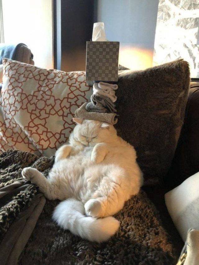 Cute And Funny Pets (53 pics)