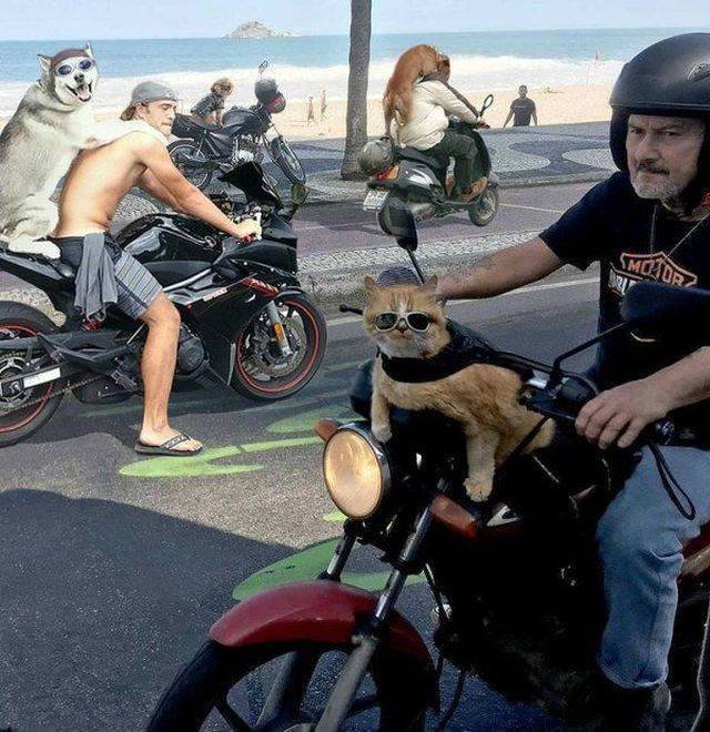 Funny Animals (58 pics)