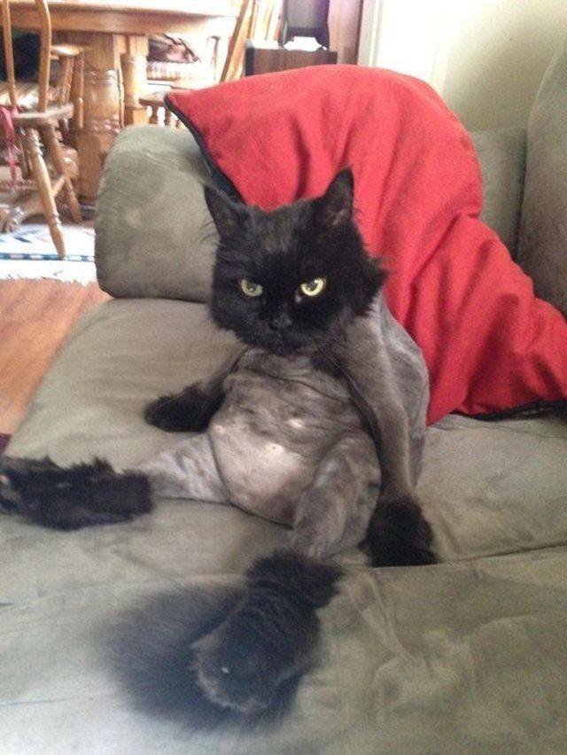 Funny Animals (58 pics)