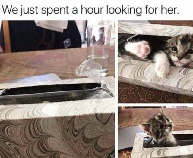 Funny Animals (58 pics)