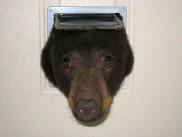Funny Animals (58 pics)