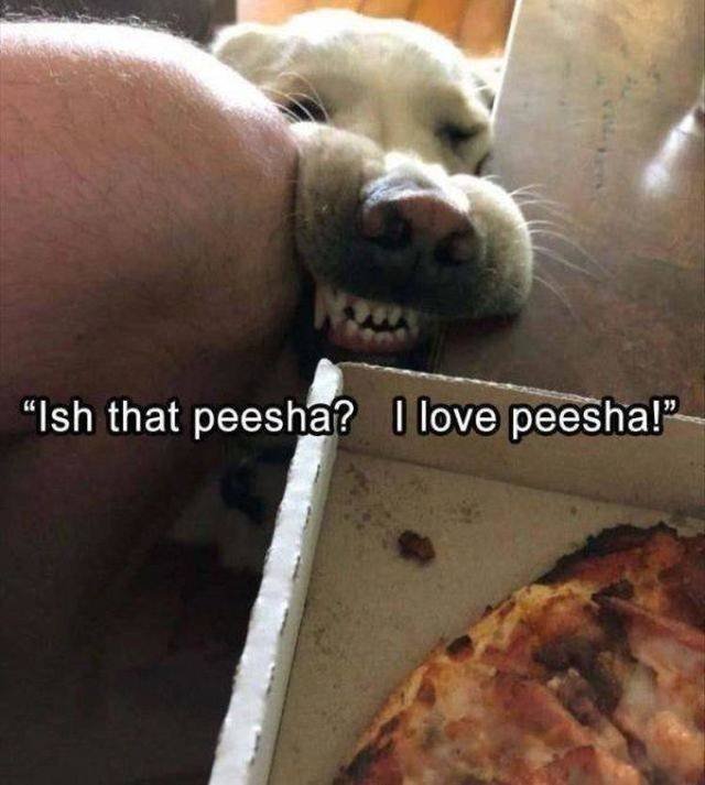 Funny Animals (58 pics)