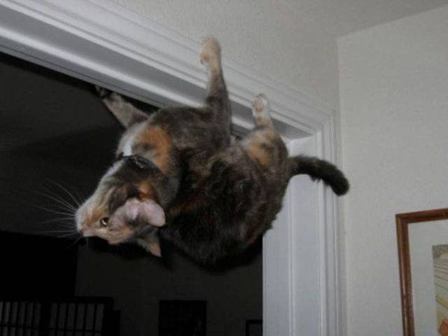 Funny Animals (58 pics)