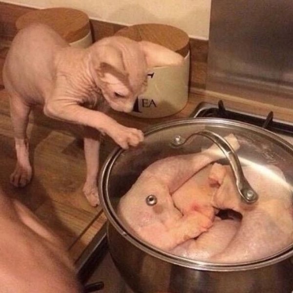 What Is Going On Here? (28 pics)