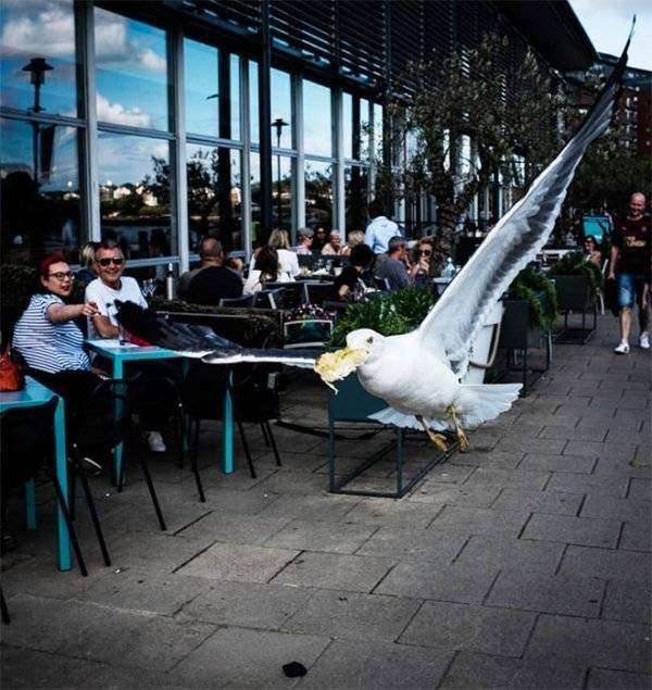 They Need Your Food (27 pics)