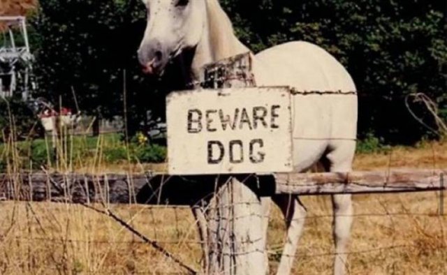 Beware Of The Dog (25 pics)