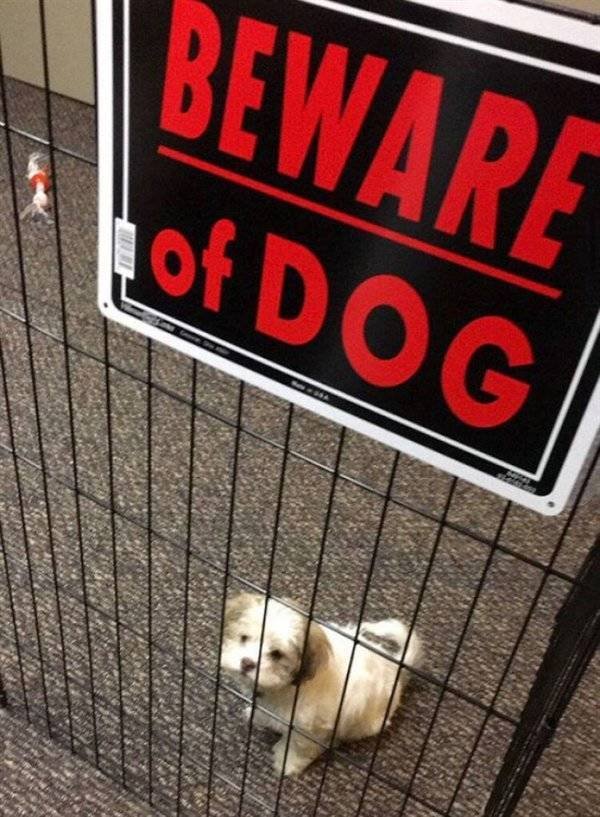 Beware Of The Dog (25 pics)