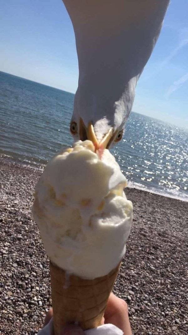 They Need Your Food (27 pics)