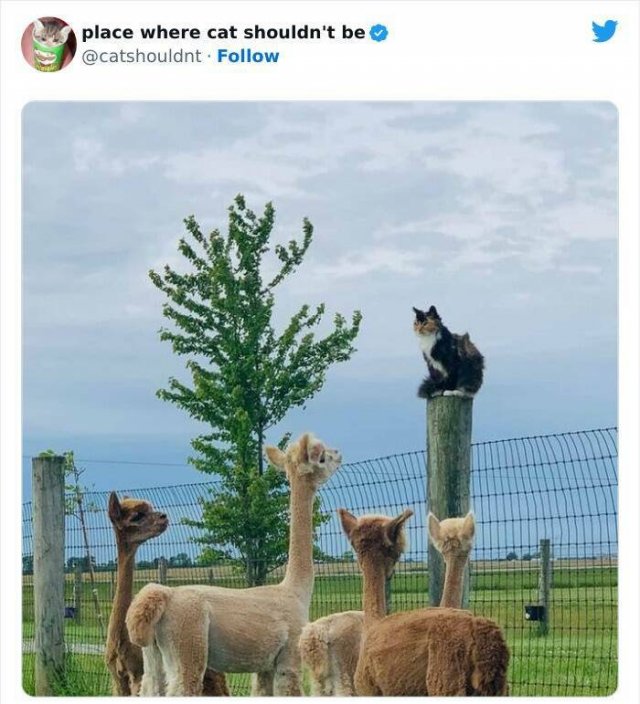 Cats In Unexpected Places (25 pics)
