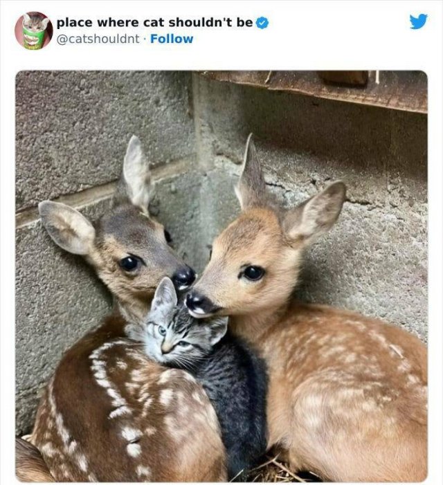 Cats In Unexpected Places (25 pics)