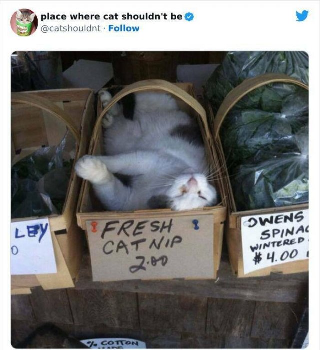 Cats In Unexpected Places (25 pics)