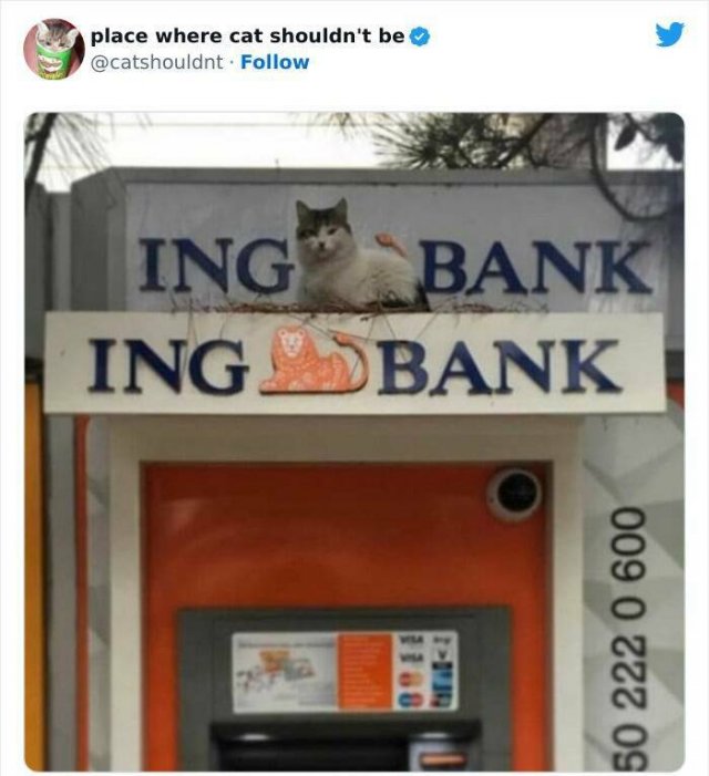 Cats In Unexpected Places (25 pics)
