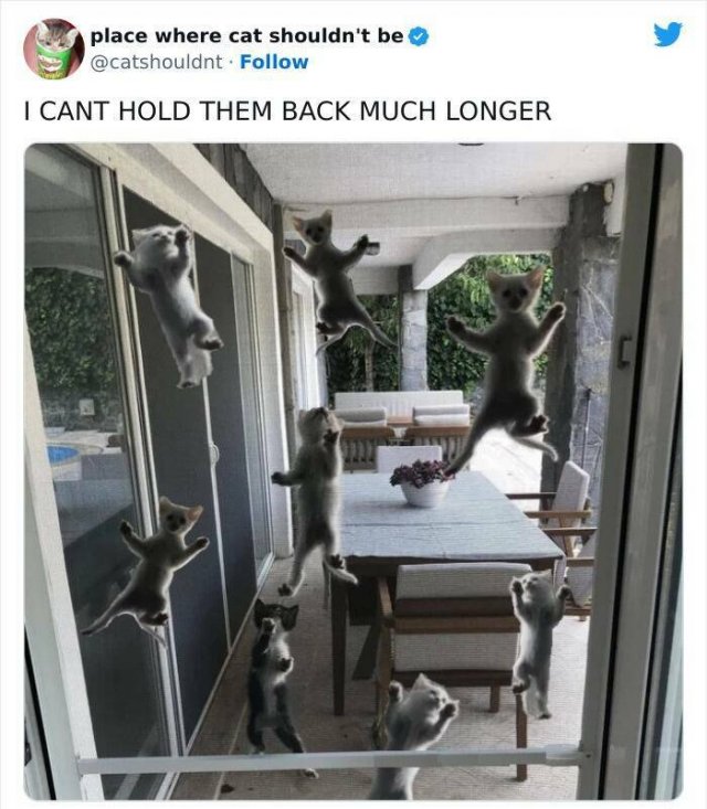 Cats In Unexpected Places (25 pics)
