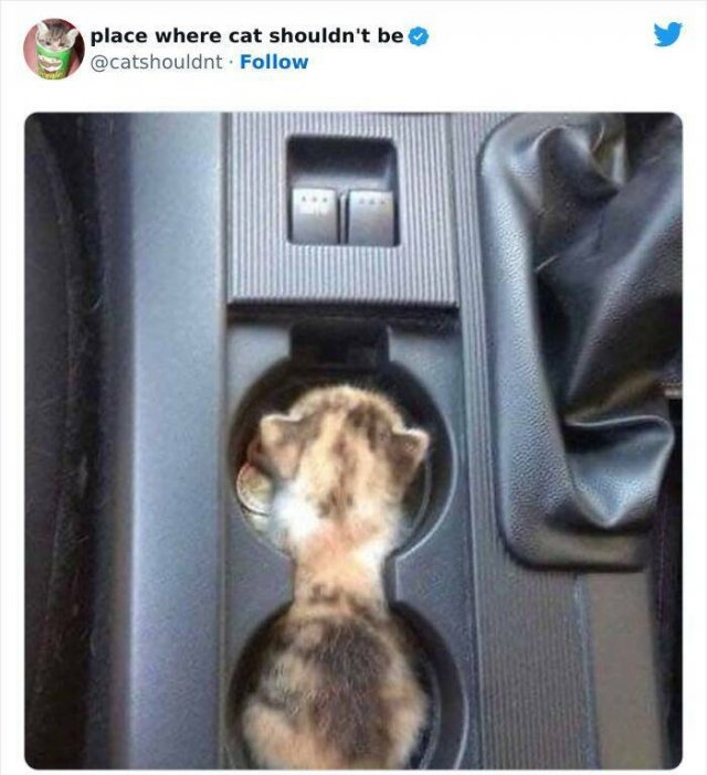 Cats In Unexpected Places (25 pics)