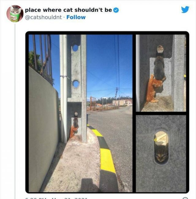 Cats In Unexpected Places (25 pics)