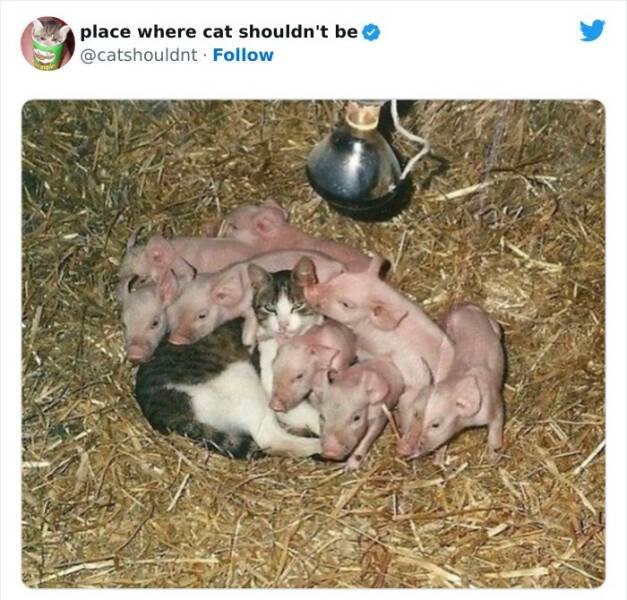 Cats In Unexpected Places (25 pics)