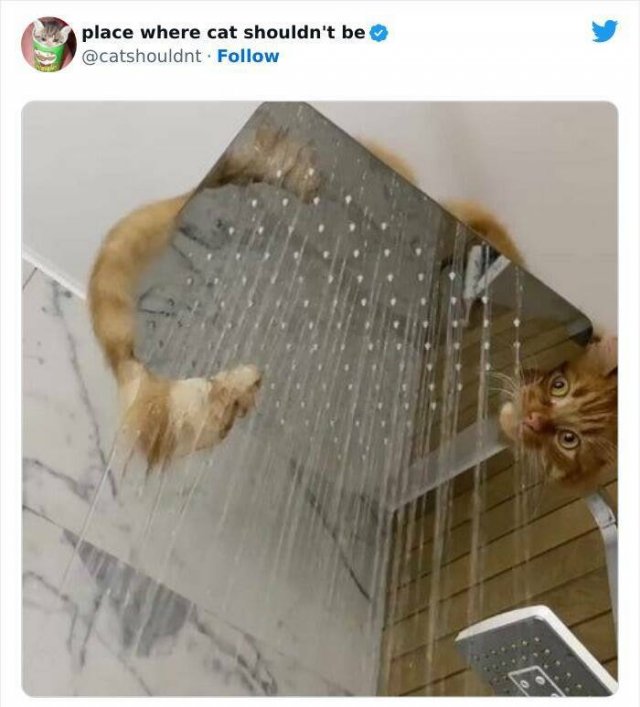 Cats In Unexpected Places (25 pics)