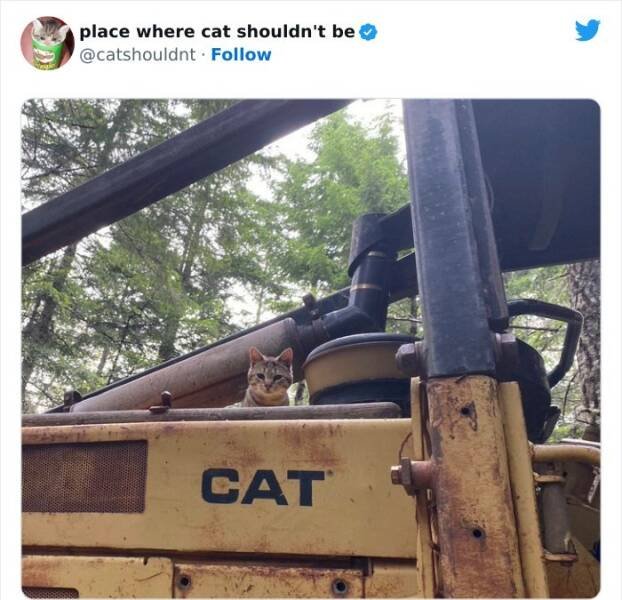 Cats In Unexpected Places (25 pics)