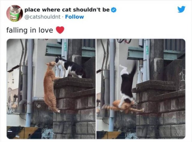 Cats In Unexpected Places (25 pics)