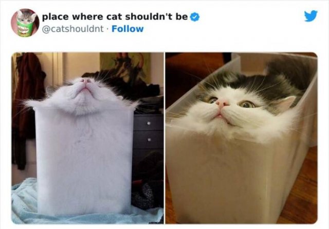 Cats In Unexpected Places (25 pics)