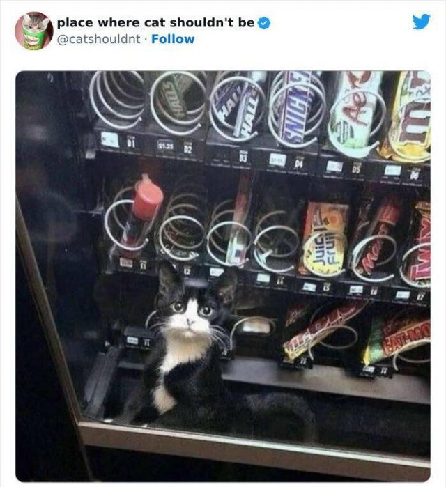 Cats In Unexpected Places (25 pics)