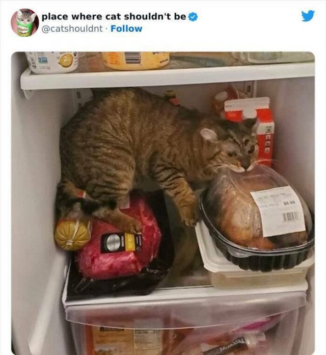 Cats In Unexpected Places (25 pics)