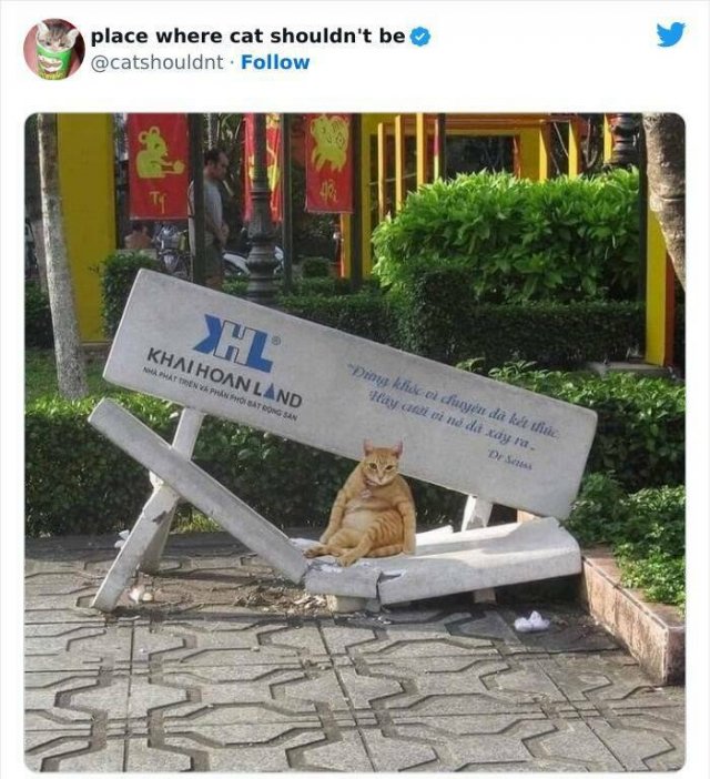 Cats In Unexpected Places (25 pics)