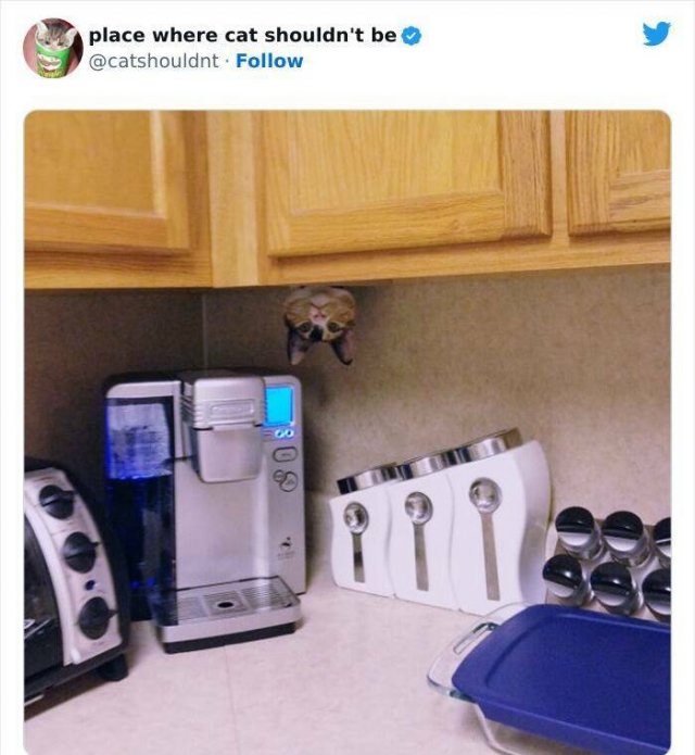 Cats In Unexpected Places (25 pics)
