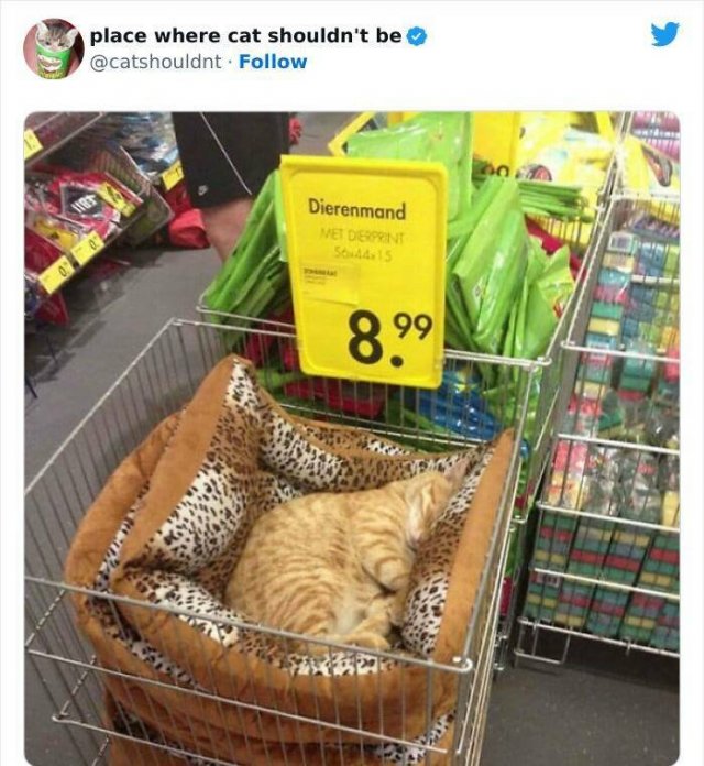 Cats In Unexpected Places (25 pics)