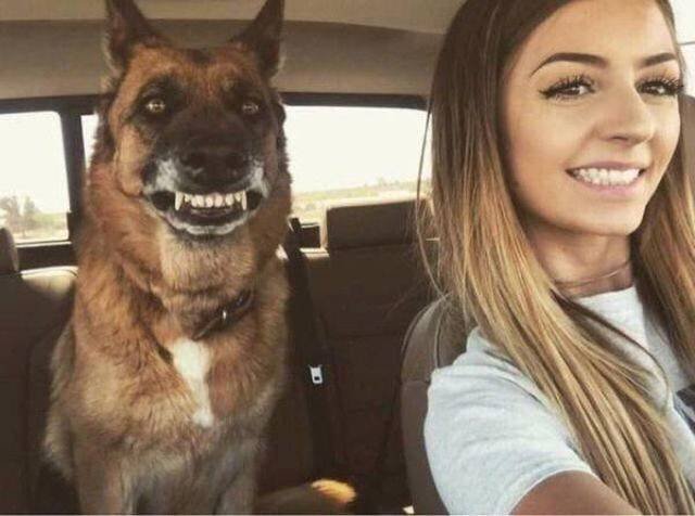 Funny Animals (43 pics)