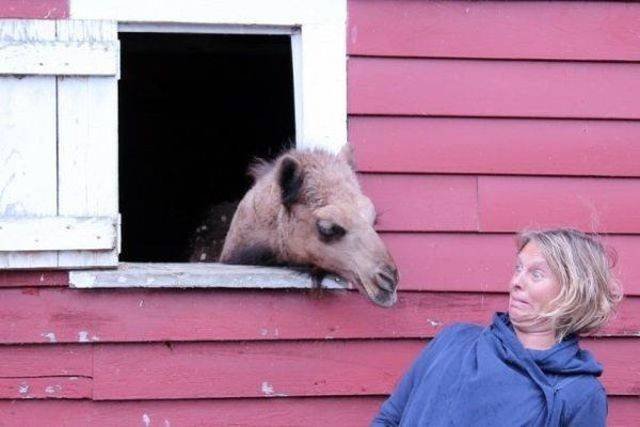 Funny Animals (43 pics)