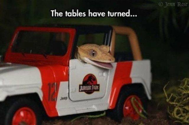 Funny Animals (43 pics)
