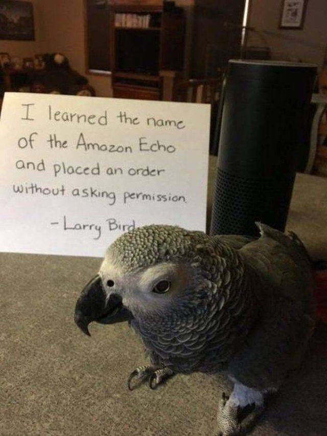 Funny Animals (43 pics)