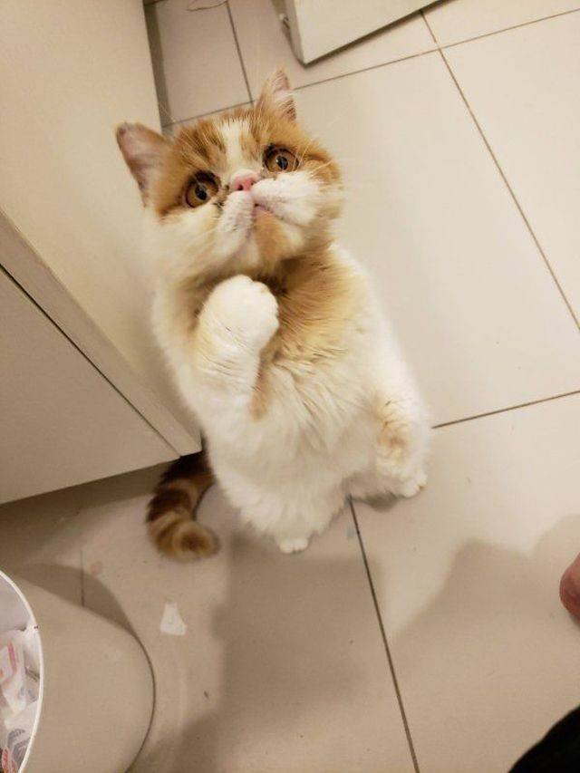 Funny Animals (43 pics)