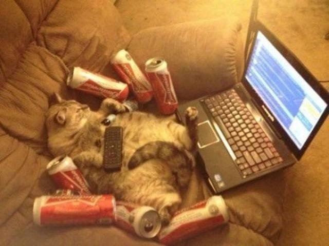 Funny Animals (43 pics)