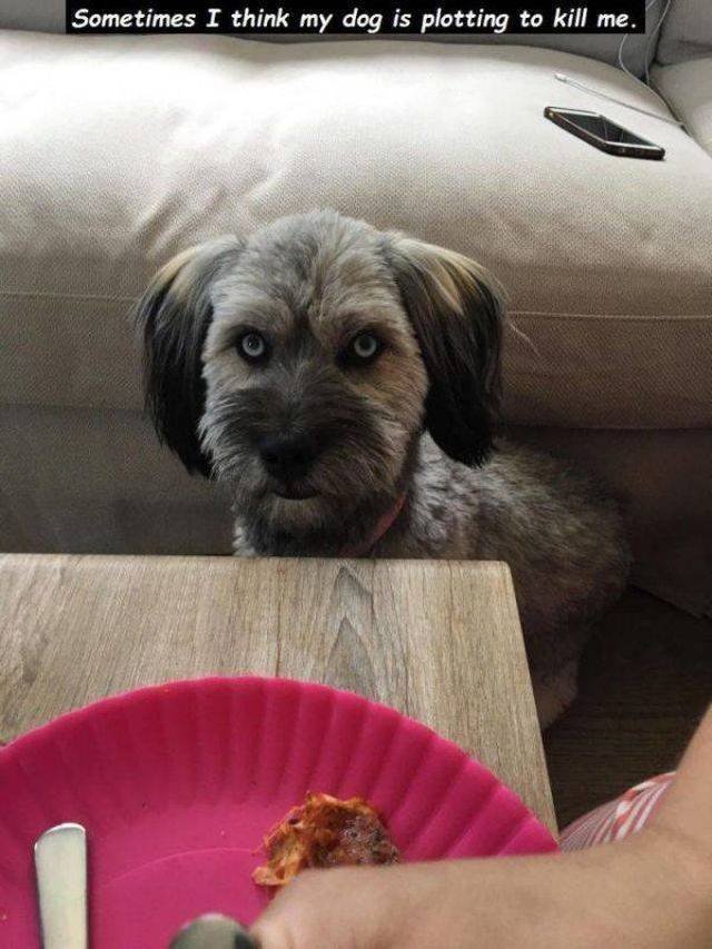 Funny Animals (43 pics)