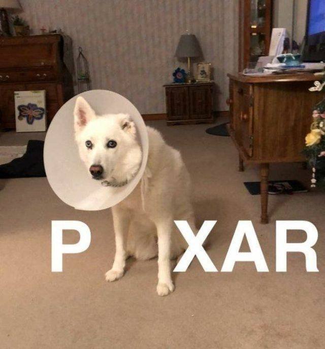 Funny Animals (43 pics)