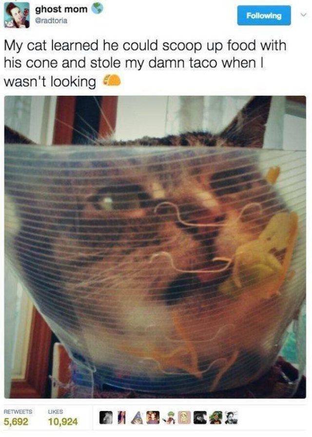 Funny Animals (43 pics)