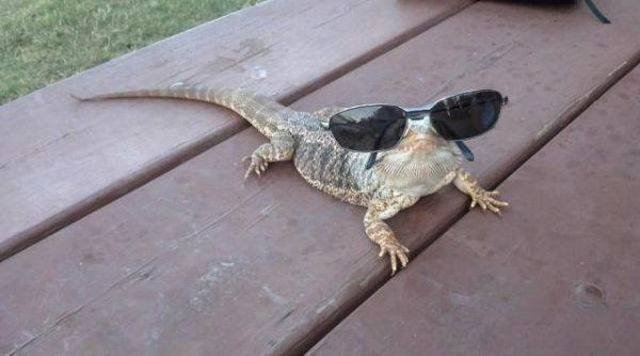 Funny Animals (43 pics)