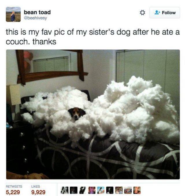 Funny Animals (43 pics)