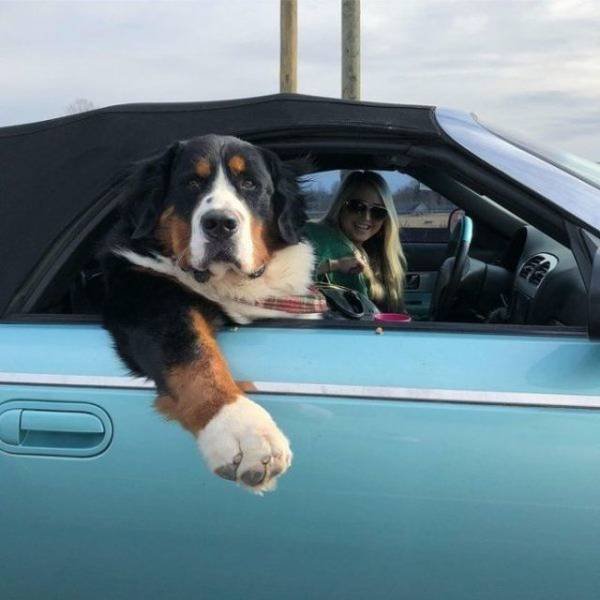 Funny Animals (43 pics)