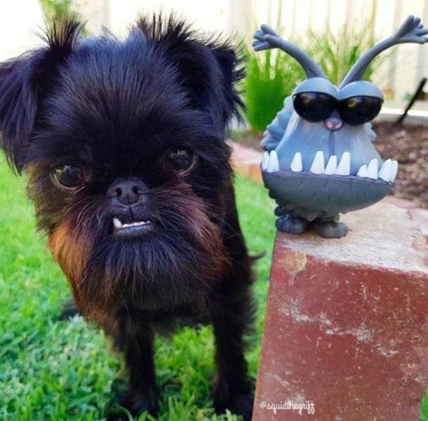 Funny Animals (43 pics)