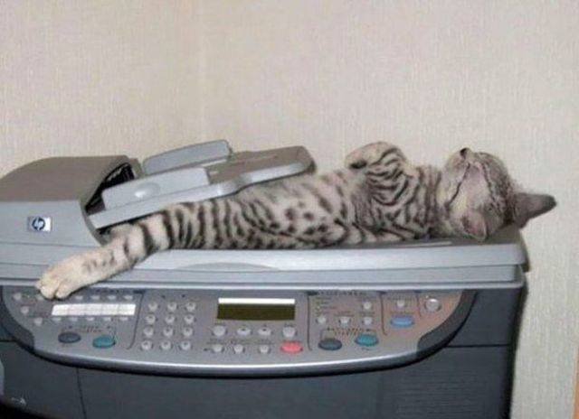 Funny Animals (43 pics)