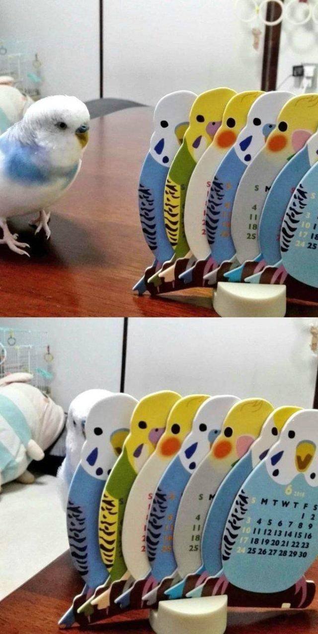 Funny Animals (43 pics)