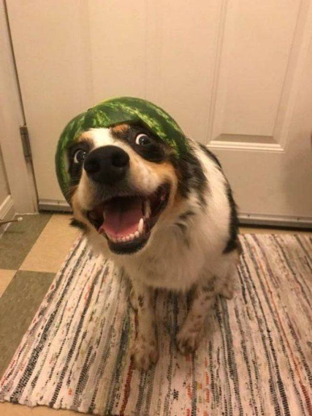 Funny Animals (43 pics)