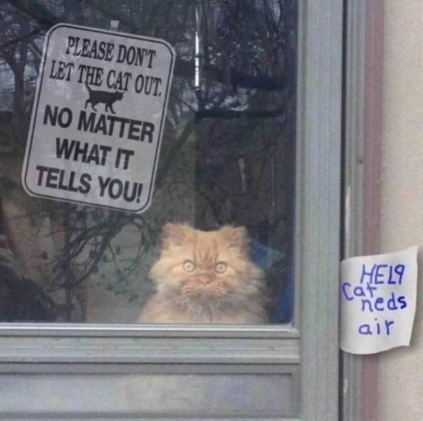 Funny Animals (43 pics)